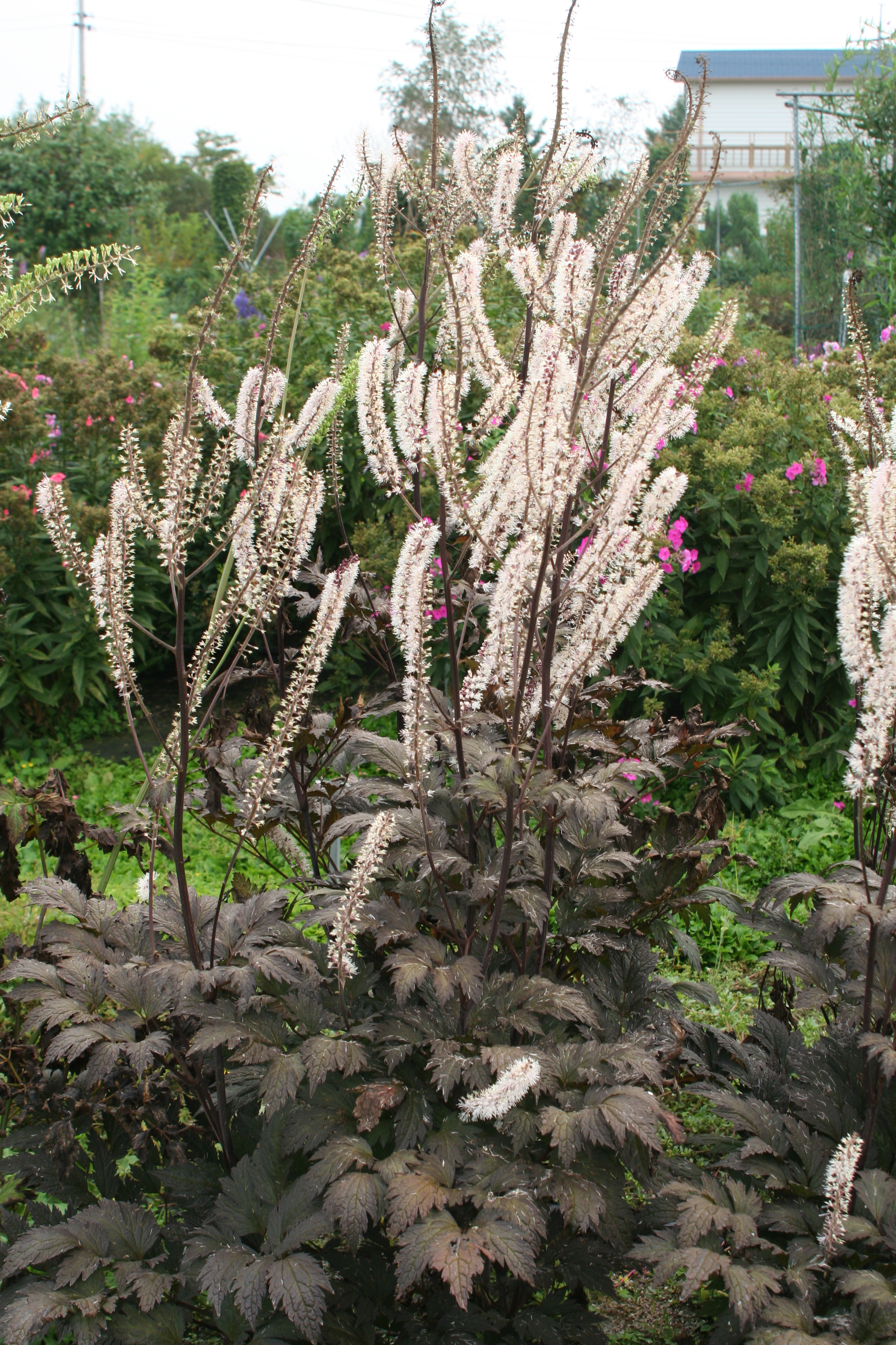Actaea simplex 'Brunette'